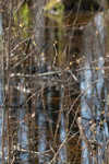 Southern spicebush <BR>Pondberry